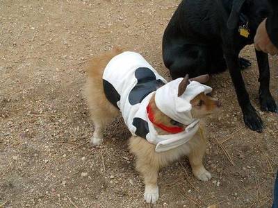 doggy-costume-cow_2
