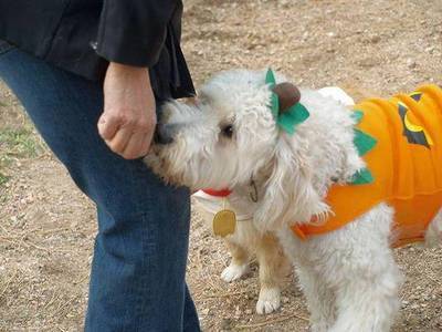 doggy-costume-pumpkin_2