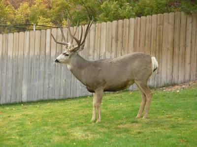 0004-buck1_2