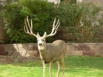 0005-buck2_2