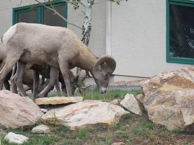 0007-sheep_2