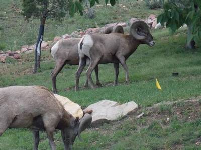 0008-sheep_2