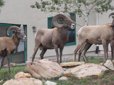 0009-sheep_2
