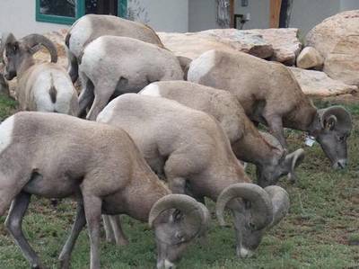 0010-sheep_2