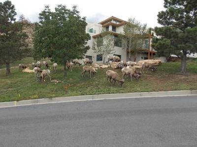 0011-sheep_2