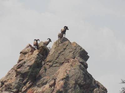 0014-sheep_2